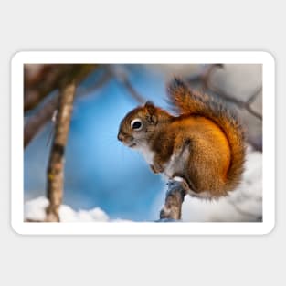 Red Squirrel Sticker